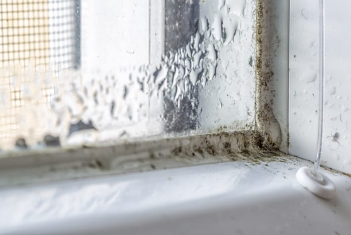 What is the Difference Between Black Mold and Mildew? Are They The Same? -  Indiana Mold Remediation